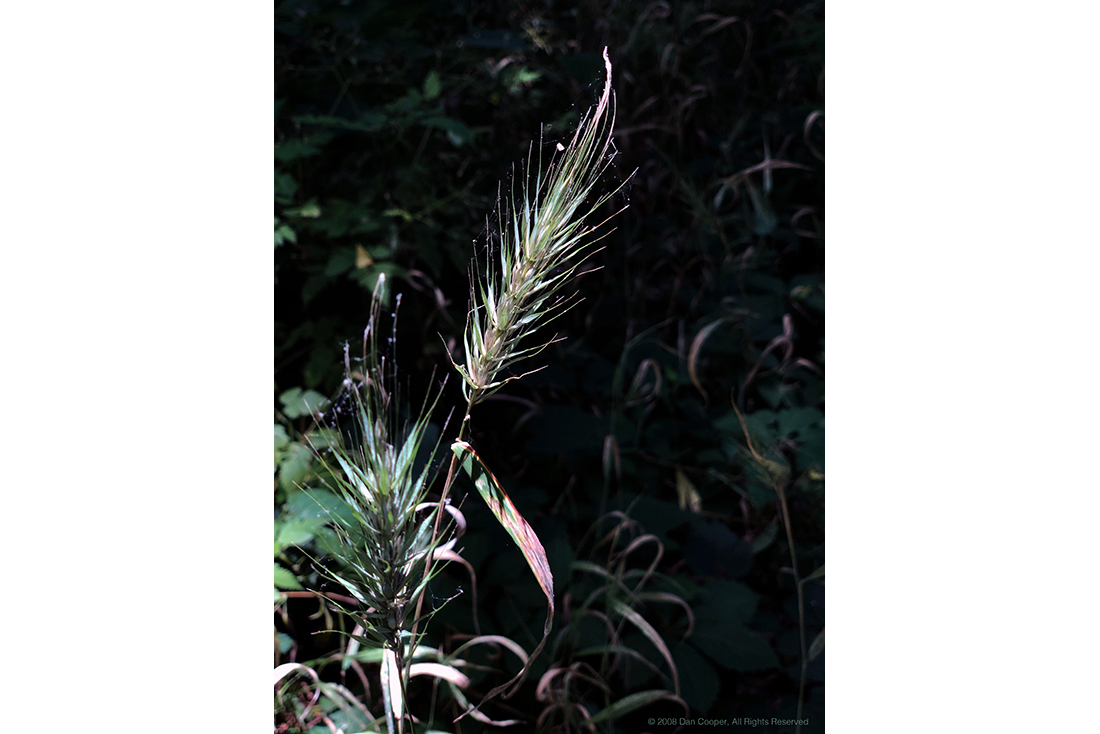 Highlighted Grass